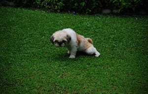 Teach Your Dog to Release in the Right Place